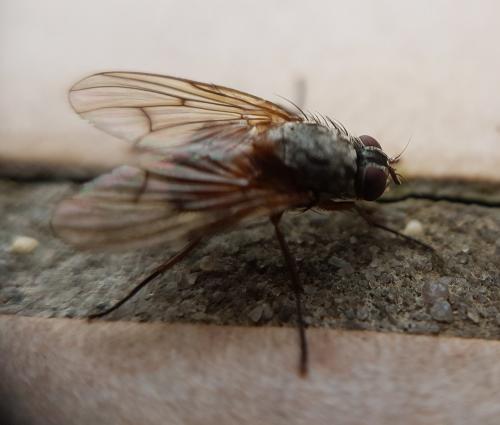 Réf. 219 708 : Phaonia sp.
